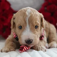 Nico, a male Goldendoodle for sale in Millersburg, IN – Photo 1 of 5