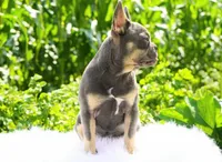 Salish, a female French Bulldog for sale in Millersburg, IN – 2 of 3
