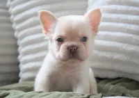 Stanley, a male French Bulldog for sale in Millersburg, IN – 4 of 6
