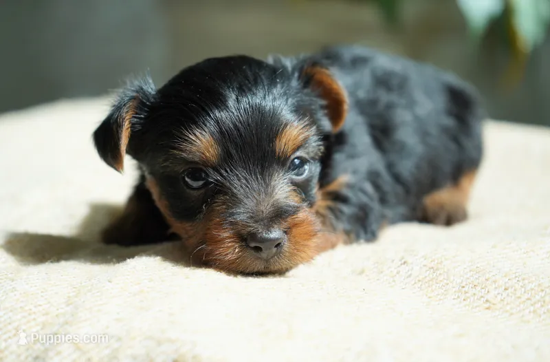 Winnie – Yorkshire Terrier puppy for sale in Millersburg, IN