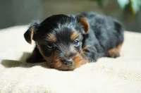Winnie, a female Yorkshire Terrier for sale in Millersburg, IN – 1 of 6