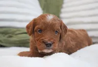 Pruitt, a male Miniature Goldendoodle for sale in Millersburg, IN – 9 of 10
