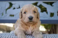 Tiffany, a female Goldendoodle for sale in Millersburg, IN – 2 of 4
