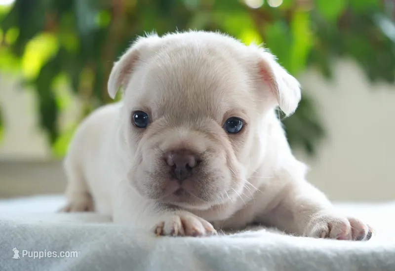 Benjamin  – French Bulldog puppy for sale in Millersburg, IN