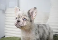 Dudley , a male French Bulldog for sale in Millersburg, IN – 10 of 10