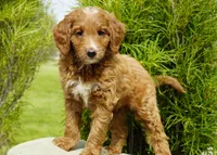Bailey, a female Goldendoodle for sale in Millersburg, IN – 4 of 5