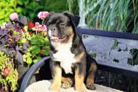 Panda, a male French Bulldog for sale in Millersburg, IN – 4 of 5