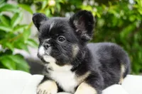 Panda, a male French Bulldog for sale in Millersburg, IN – 8 of 8