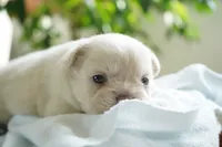 Zoe, a female French Bulldog for sale in Millersburg, IN – 3 of 6