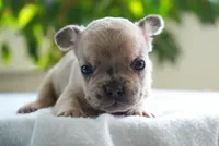 Winston, a female French Bulldog for sale in Millersburg, IN – 3 of 4