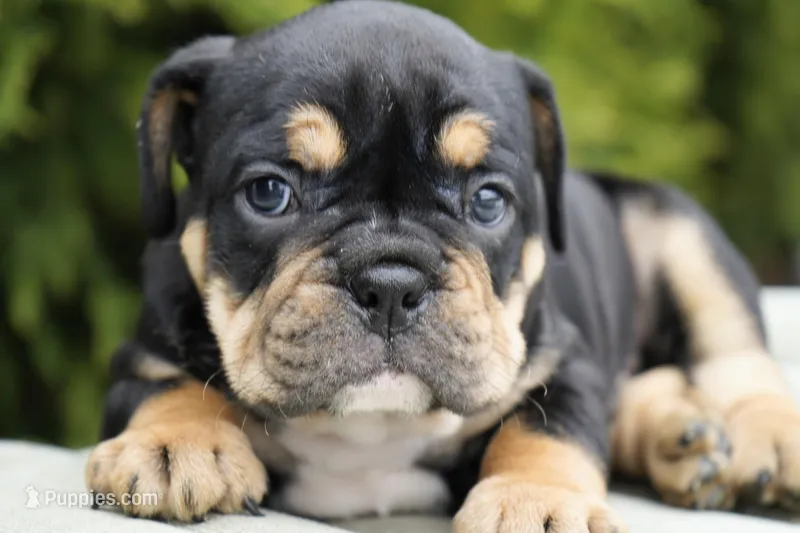 Beckham – English Bulldog, Olde Boston Bulldogge puppy for sale in Millersburg, IN