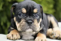 Beckham, a male English Bulldog and Olde Boston Bulldogge for sale in Millersburg, IN – Photo 1 of 4