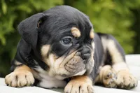 Beckham, a male English Bulldog and Olde Boston Bulldogge for sale in Millersburg, IN – Photo 4 of 4