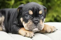 Beckham, a male English Bulldog and Olde Boston Bulldogge for sale in Millersburg, IN – Photo 2 of 4