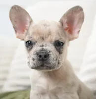 Winston, a female French Bulldog for sale in Millersburg, IN – 2 of 7