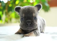 Sophie, a female French Bulldog for sale in Millersburg, IN – 4 of 5