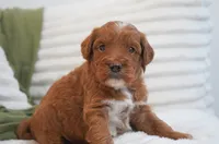 Pruitt, a male Miniature Goldendoodle for sale in Millersburg, IN – 6 of 10