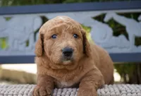 Theo , a male Goldendoodle for sale in Millersburg, IN – 3 of 5