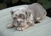 Chester, a male English Bulldog and Olde English Bulldogge for sale in Millersburg, IN – 5 of 5