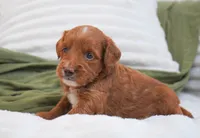 Peggy, a female Miniature Goldendoodle for sale in Millersburg, IN – 6 of 8