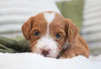 Pickles , a female Miniature Goldendoodle for sale in Millersburg, IN – 4 of 4