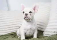 Benjamin , a male French Bulldog for sale in Millersburg, IN – 2 of 5