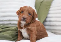 Peggy, a female Miniature Goldendoodle for sale in Millersburg, IN – 5 of 8