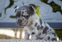 Tipper , a female French Bulldog for sale in Millersburg, IN – 3 of 6
