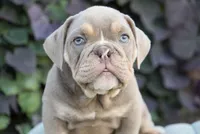 Diesel , a male English Bulldog and Olde English Bulldogge for sale in Millersburg, IN – 2 of 4