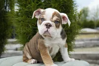 Barnie, a male English Bulldog and Olde English Bulldogge for sale in Millersburg, IN – 4 of 5