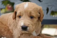 Benny, a male Goldendoodle for sale in Millersburg, IN – 2 of 6