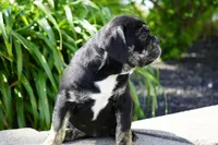 Eleanor , a female English Bulldog and Olde English Bulldogge for sale in Millersburg, IN – 4 of 5