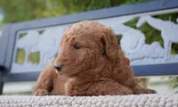 Tilly, a female Goldendoodle for sale in Millersburg, IN – 5 of 5