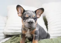 Bessie, a female French Bulldog for sale in Millersburg, IN – 6 of 7