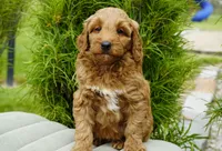 Honey, a female Goldendoodle for sale in Millersburg, IN – 4 of 4