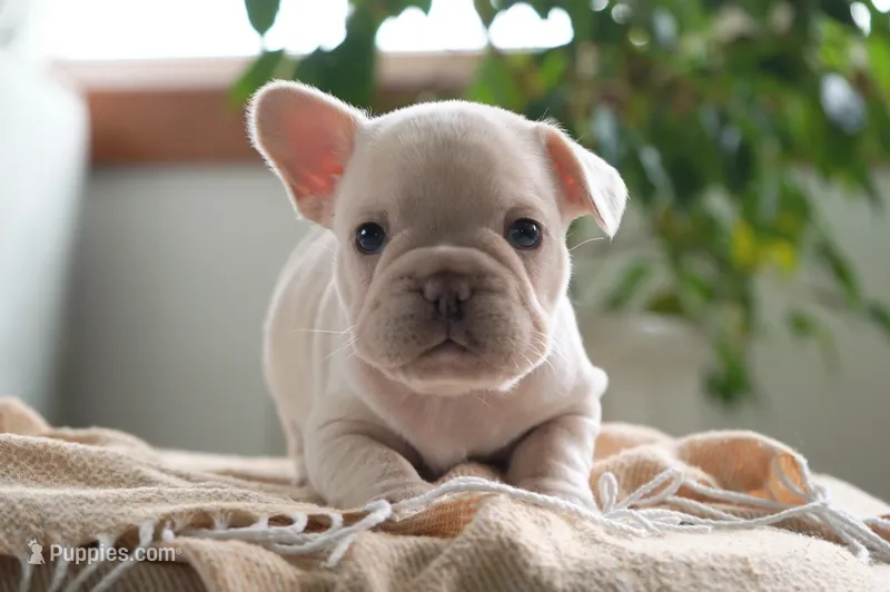 Dolly – French Bulldog puppy for sale in Millersburg, IN