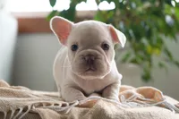 Dolly, a female French Bulldog for sale in Millersburg, IN – 1 of 7