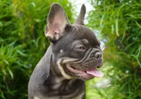 Olivia, a female French Bulldog for sale in Millersburg, IN – 3 of 6