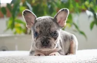Aspen, a female French Bulldog for sale in Millersburg, IN – 6 of 6