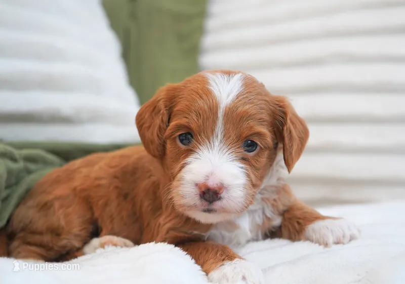 Pickles  – Miniature Goldendoodle puppy for sale in Millersburg, IN