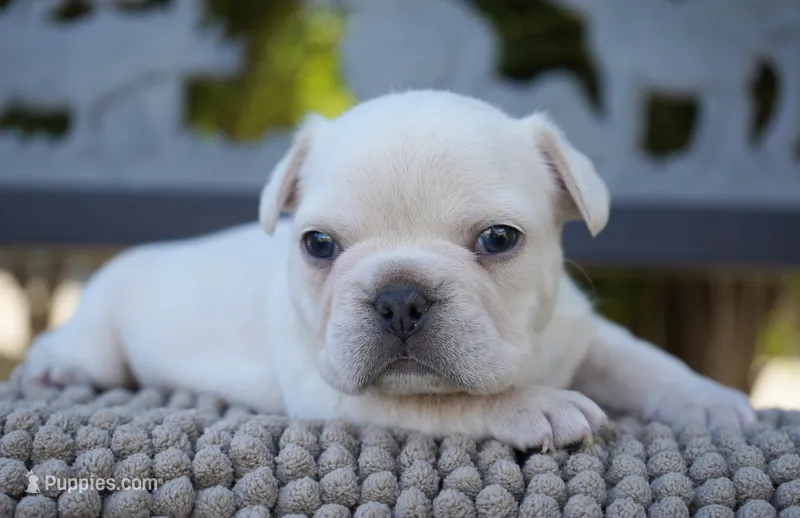 Tinker  – French Bulldog puppy for sale in Millersburg, IN