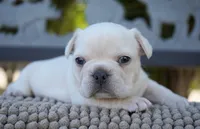 Tinker , a male French Bulldog for sale in Millersburg, IN – 1 of 4
