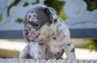 Tipper , a female French Bulldog for sale in Millersburg, IN – 4 of 6