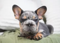 Bessie, a female French Bulldog for sale in Millersburg, IN – 7 of 7