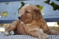 Wrigley, a male Goldendoodle for sale in Millersburg, IN – 2 of 5