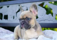 Poppy, a female French Bulldog for sale in Millersburg, IN – 6 of 7