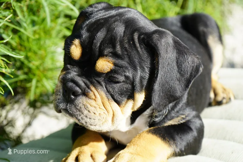 Beckham – English Bulldog, Olde Boston Bulldogge puppy for sale in Millersburg, IN