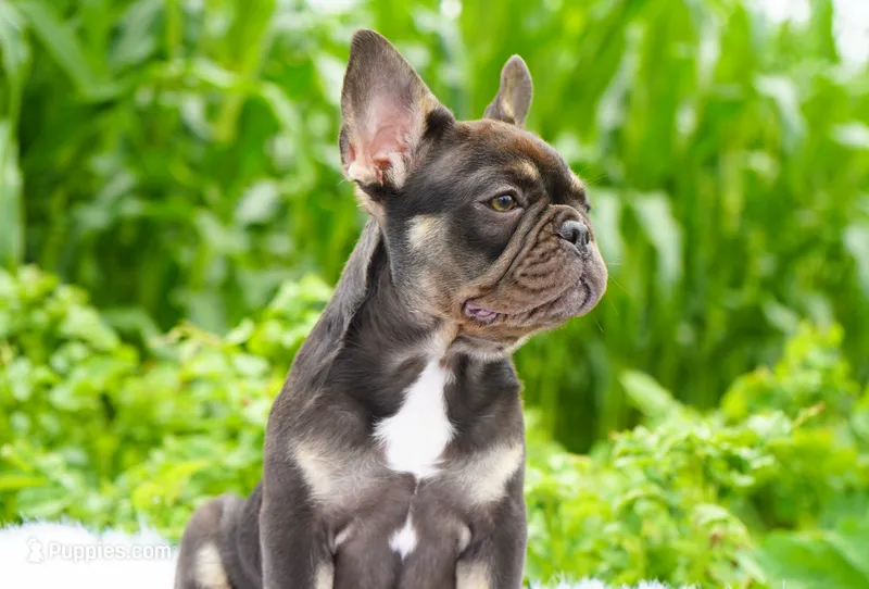 Mochi – French Bulldog puppy for sale in Millersburg, IN