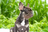 Mochi, a female French Bulldog for sale in Millersburg, IN – 1 of 5