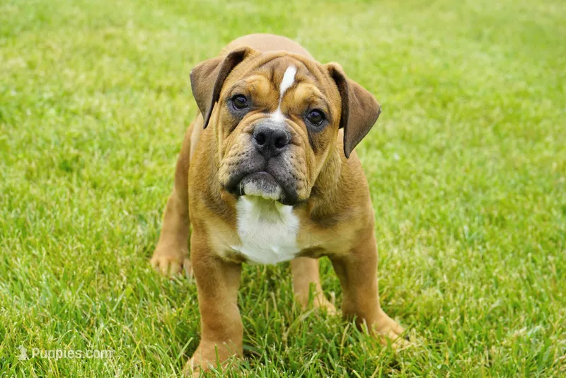 Archie – English Bulldog, Olde English Bulldogge puppy for sale in Millersburg, IN